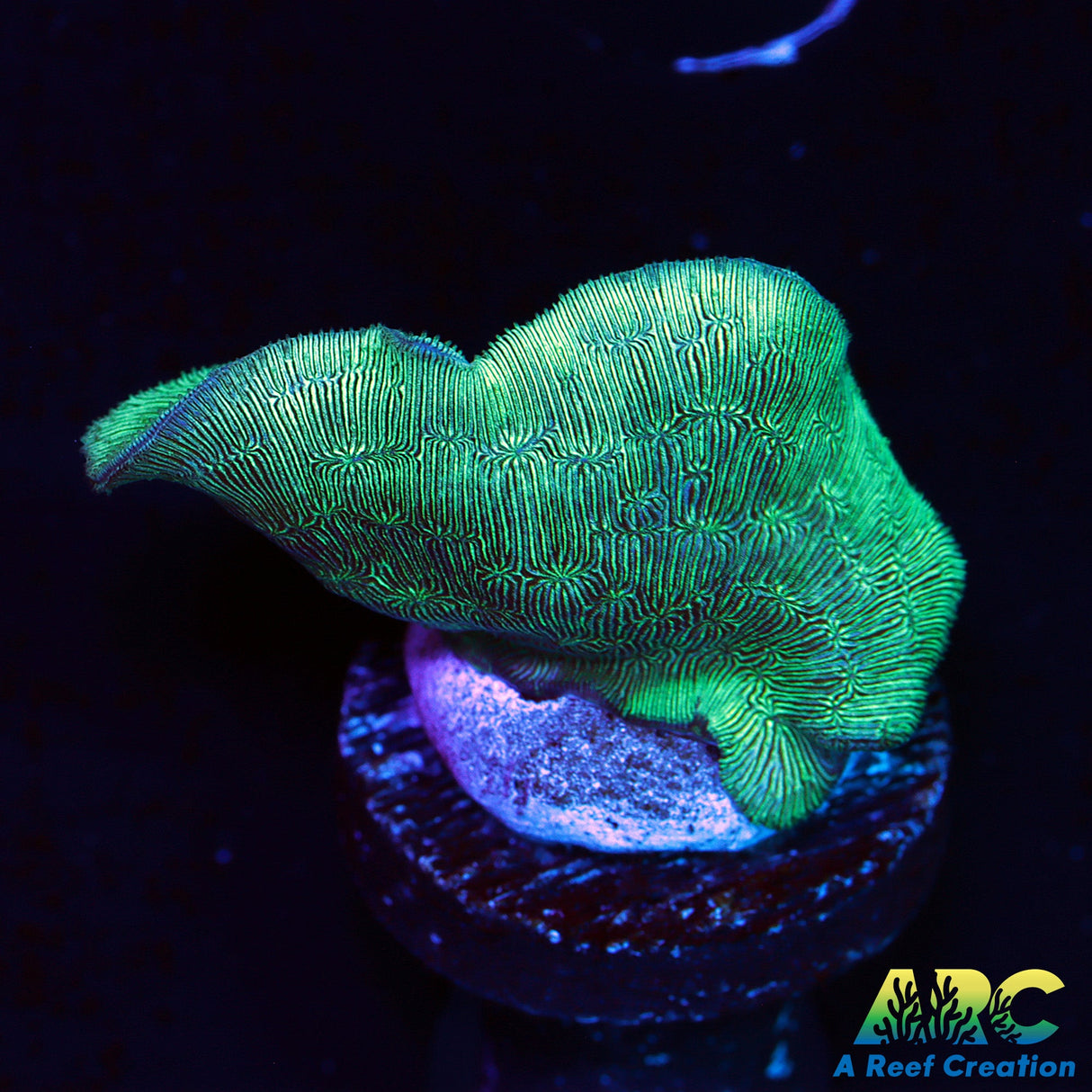 Potato Chip Coral