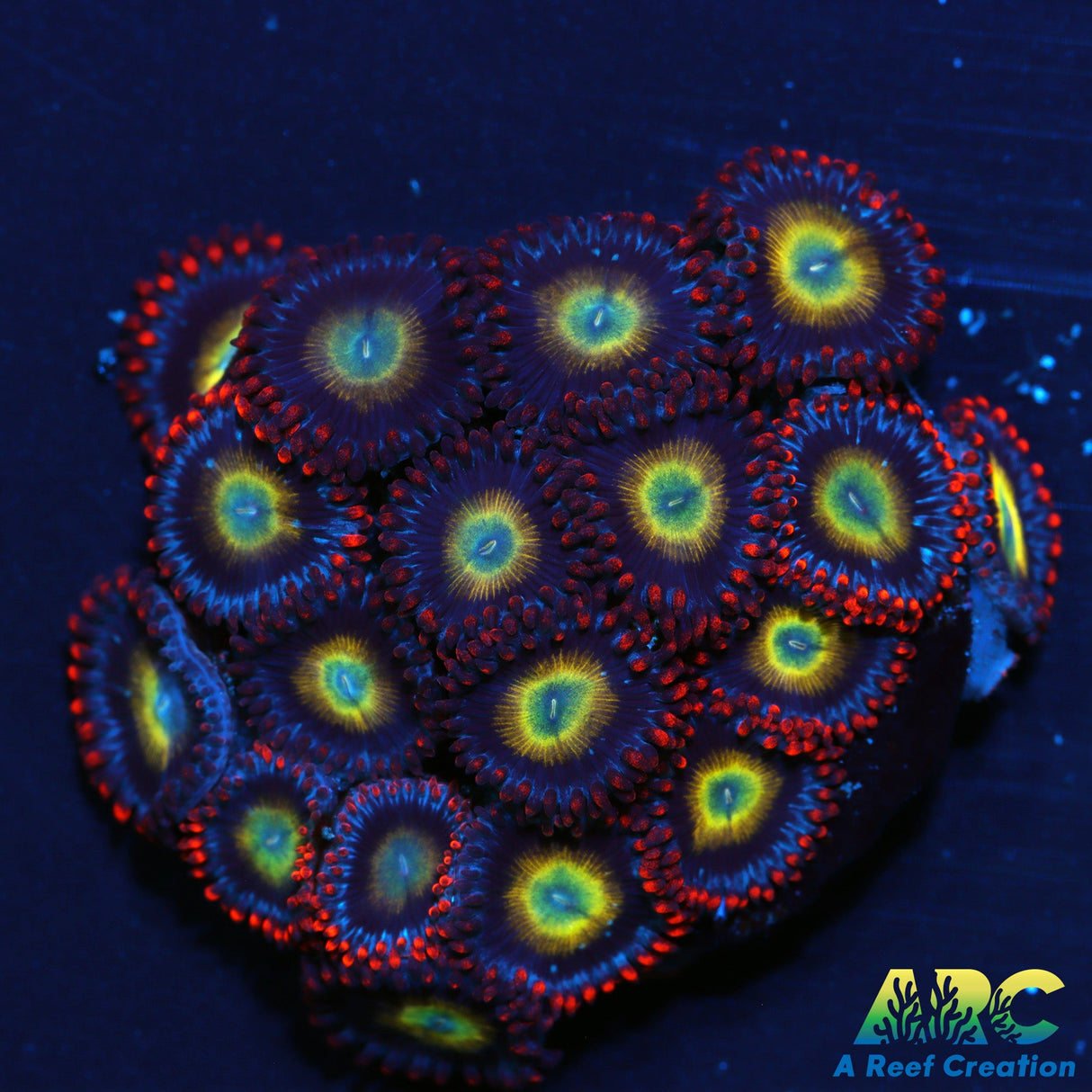 Circus Zoas