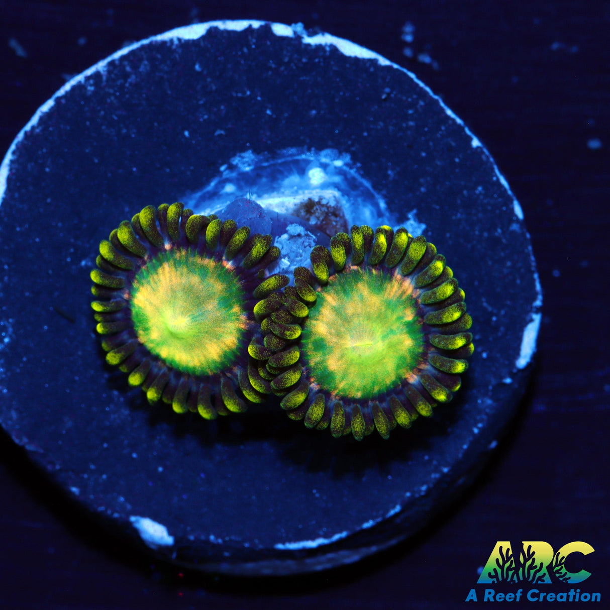 ARC Yoshi Zoas