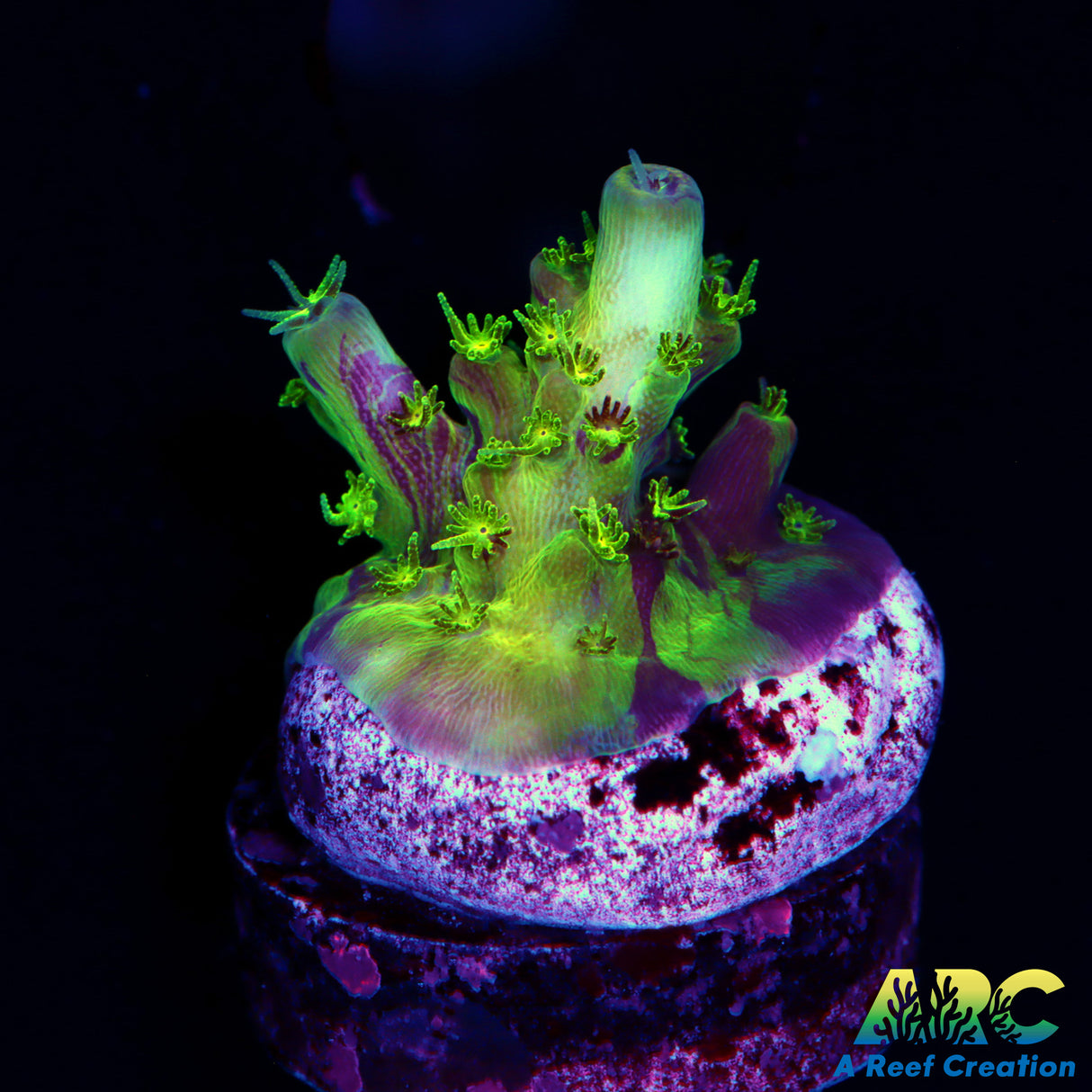 TCK Kaleidoscope