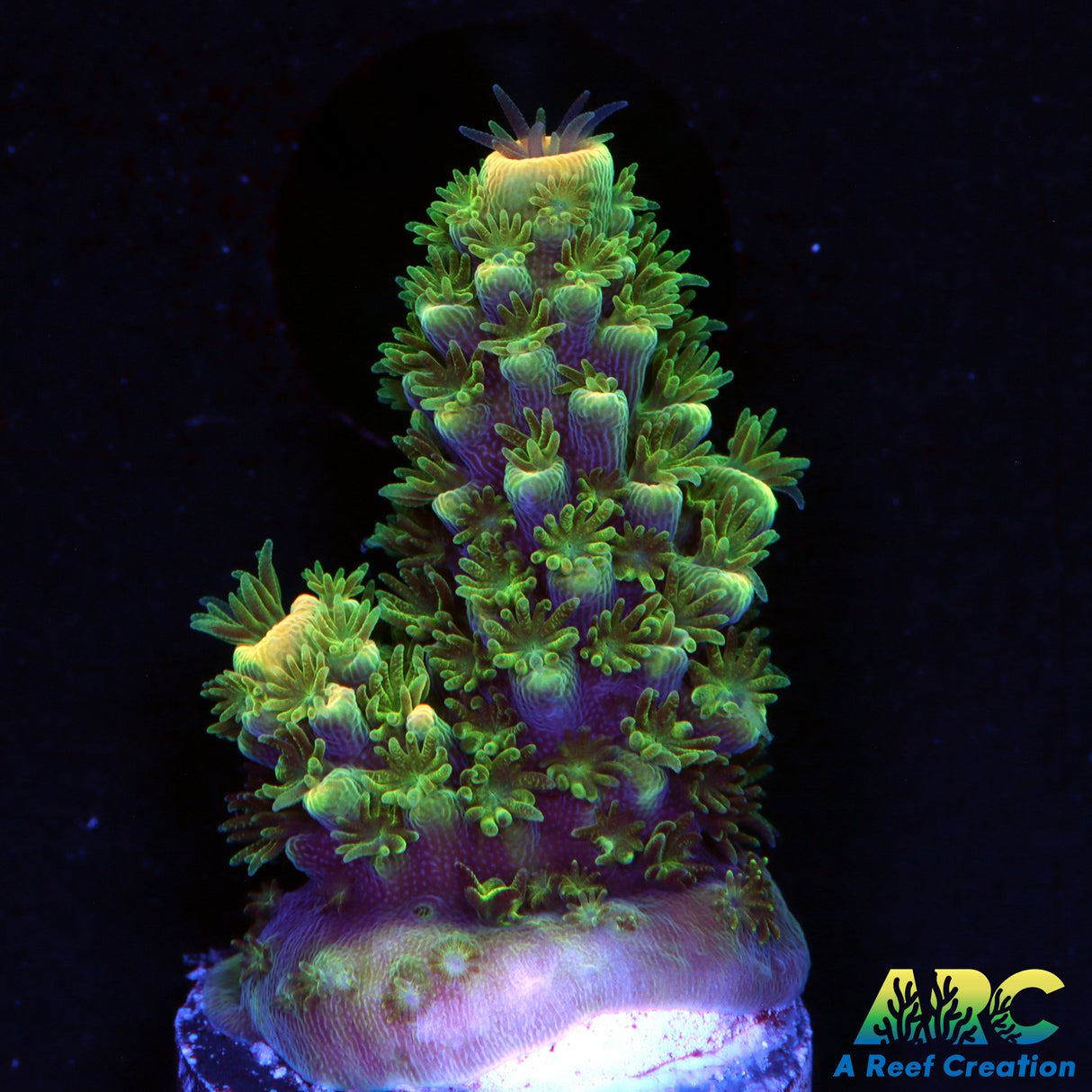 ARC Peachy Humilus
