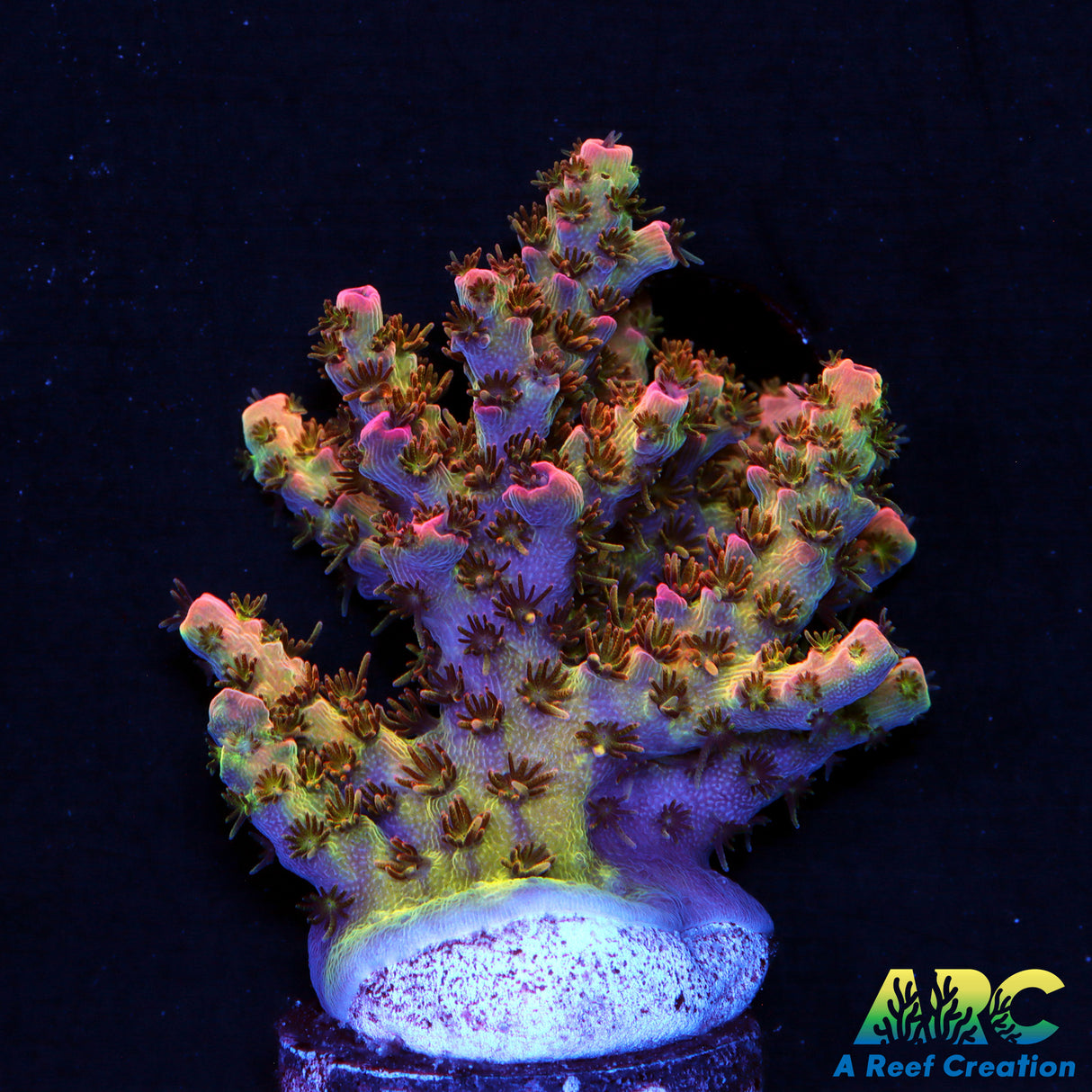 WWC Jello Shot Table Acro