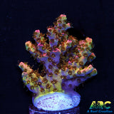 WWC Jello Shot Table Acro