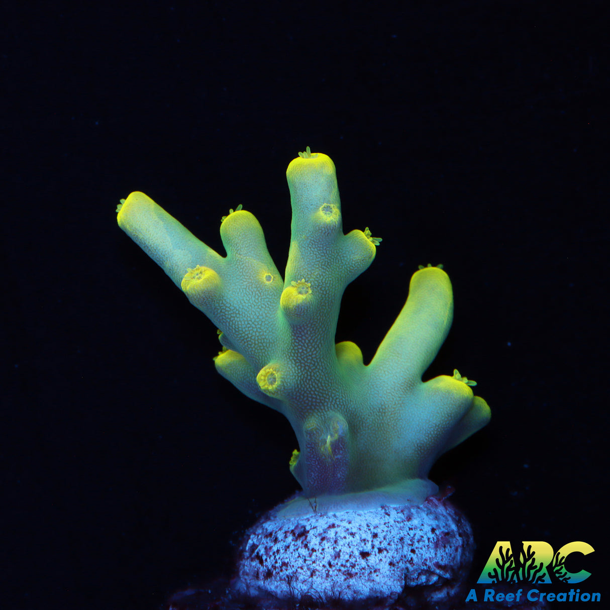 Pratt Reef Table