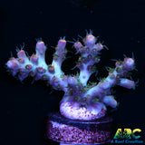 ARC Frozen Goldfinger