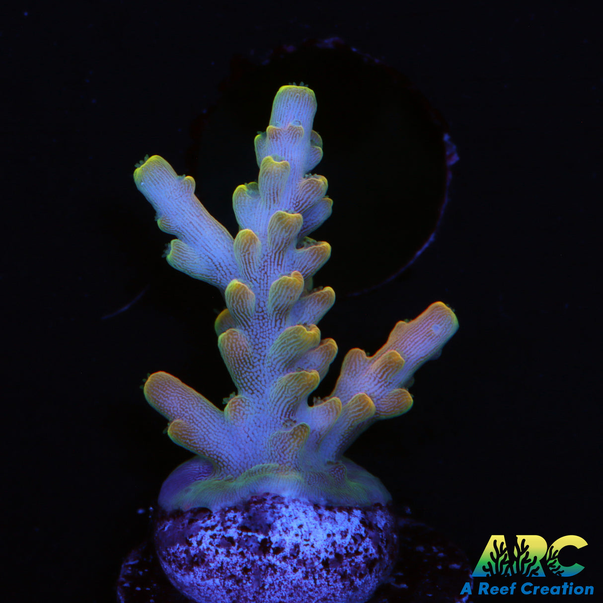 ARC Prince Acro