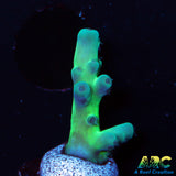 ReefGen Blueberry Fantasy