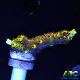 RRC Rainbow Splice