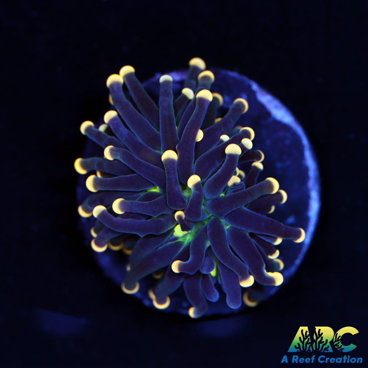 Black Light Torch