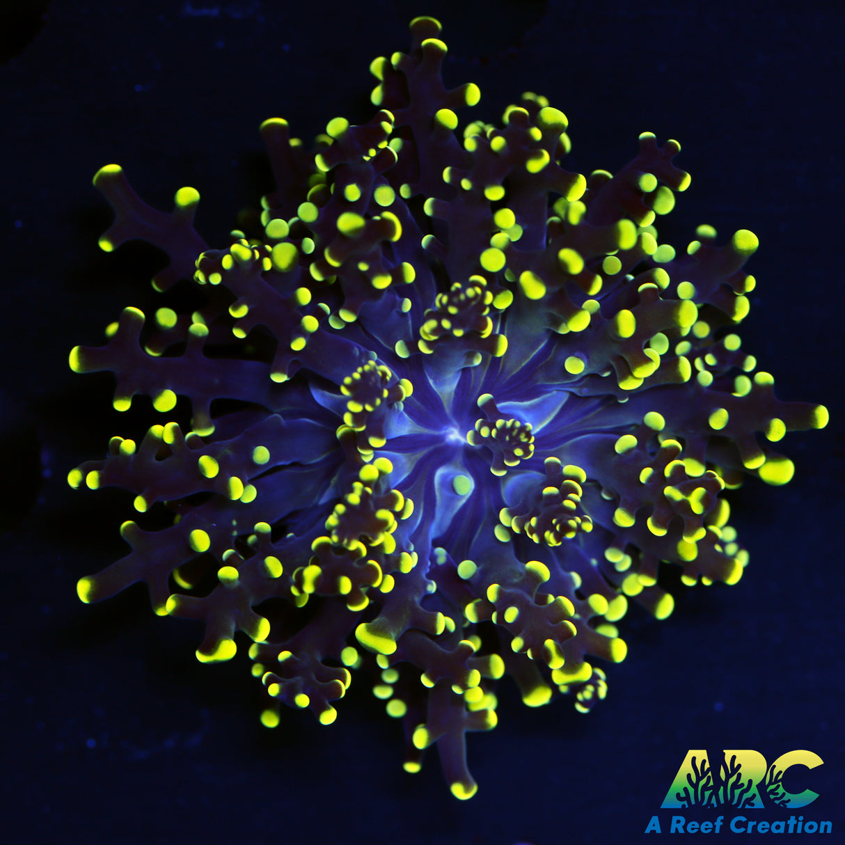 Yellowtip Frogspawn