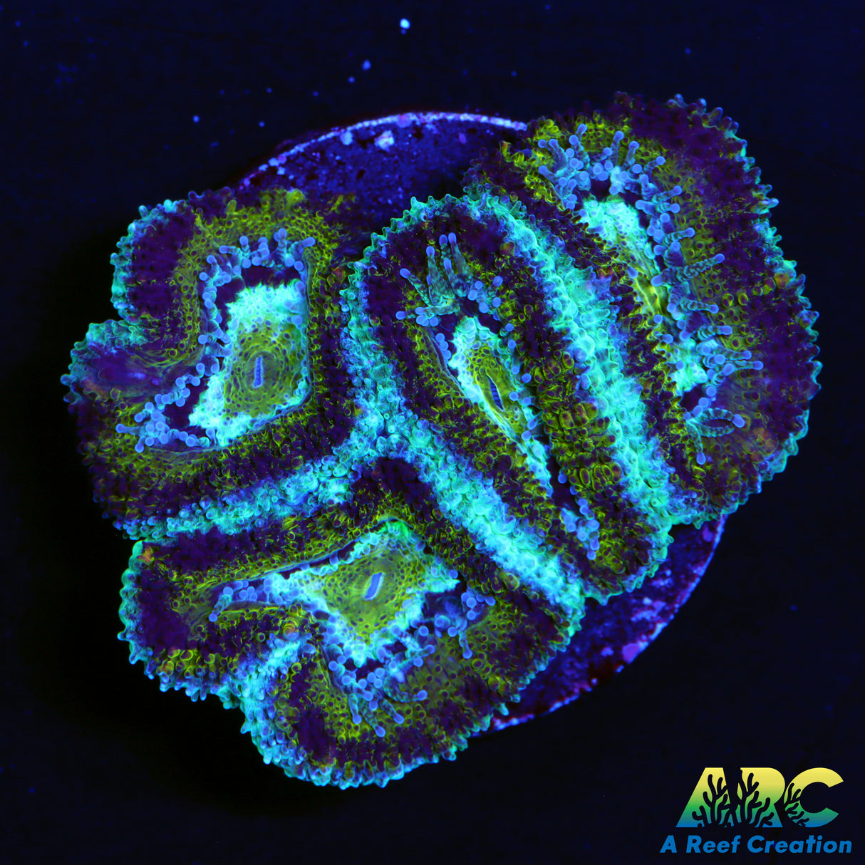 Green Camo Acan