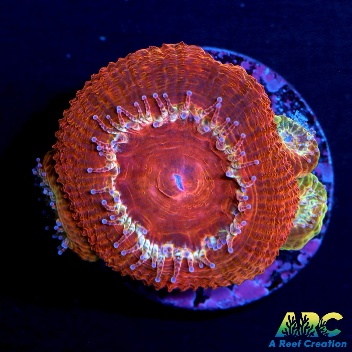 ARC Blood Orange Acan