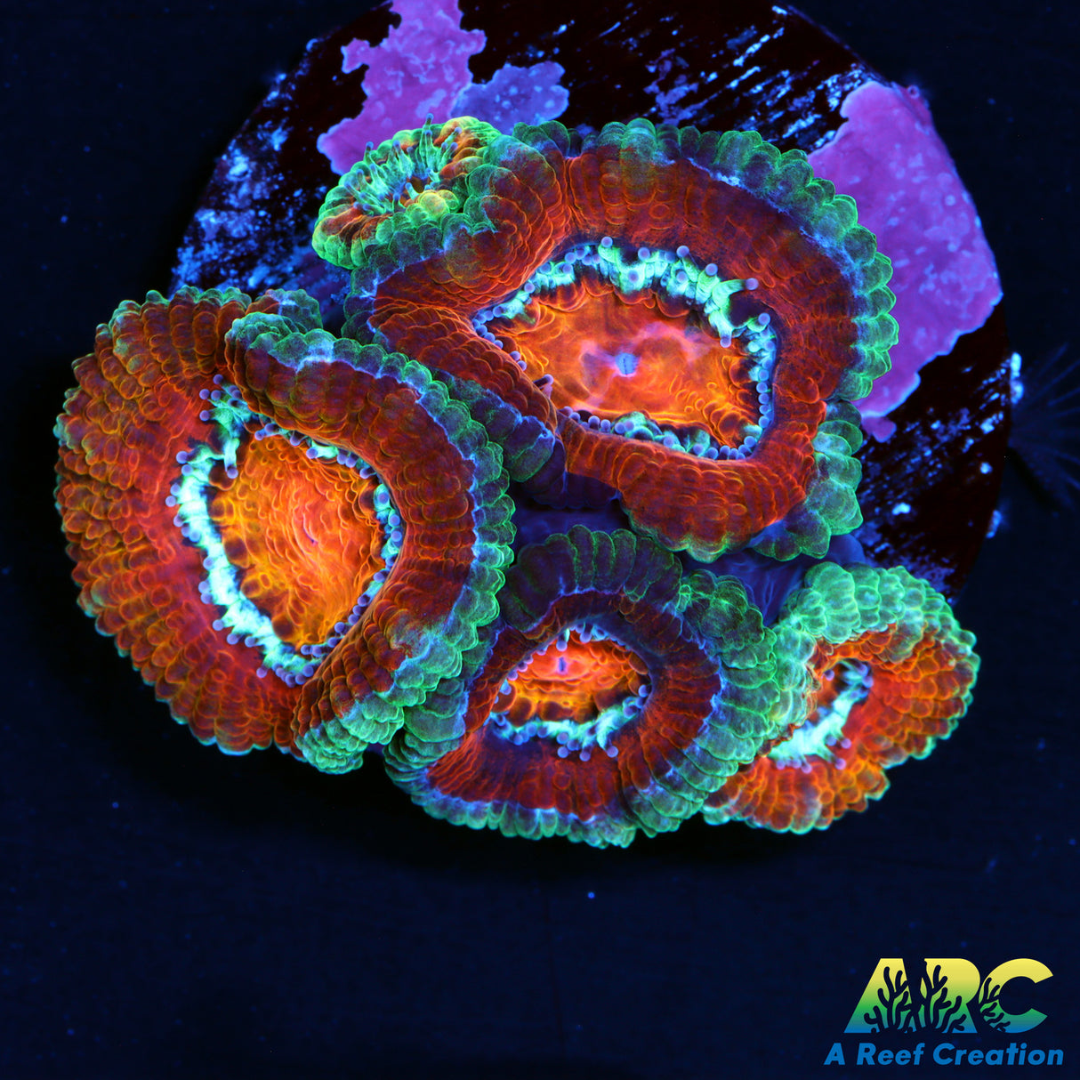 ARC Charmander Acan