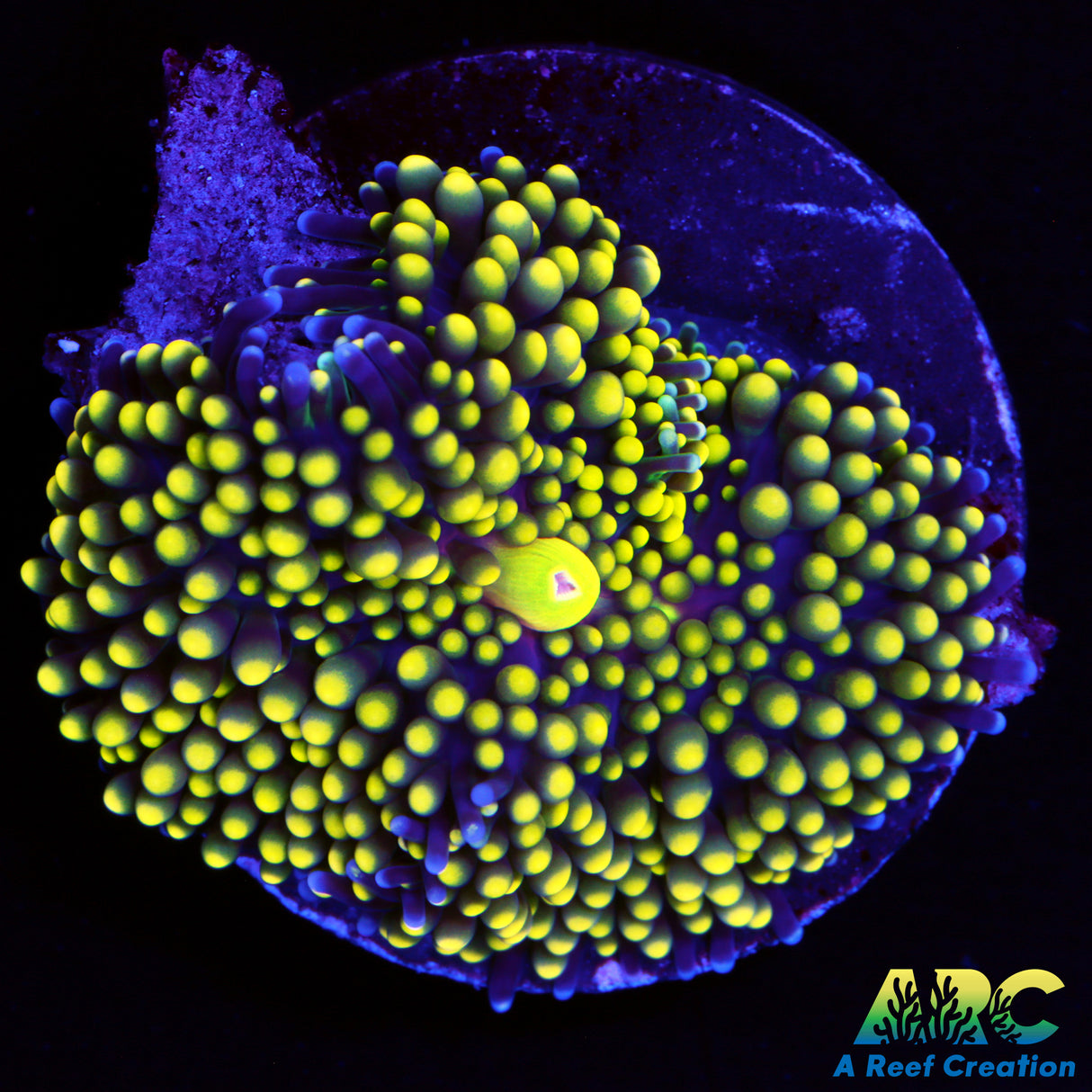 Yellow Ricordea