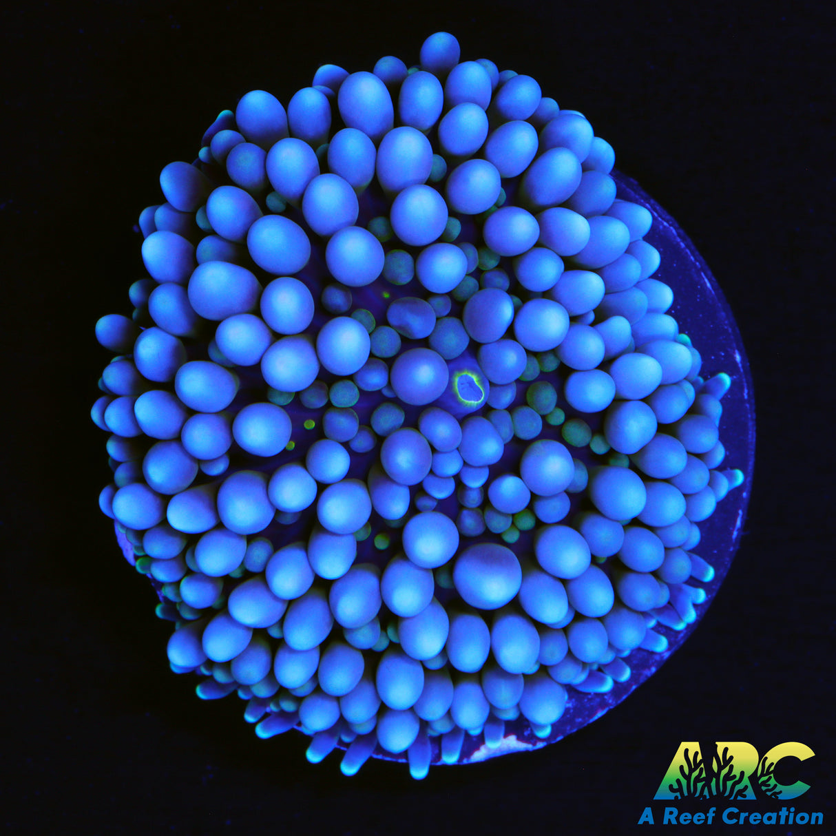 BlueBerry Ricordea