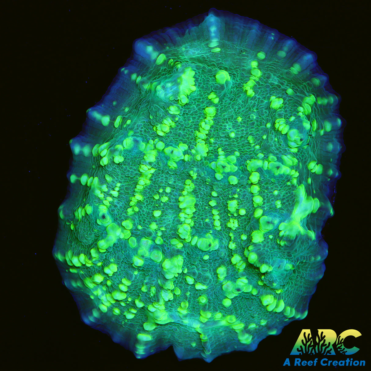 ARC Neon Bubble Chalice