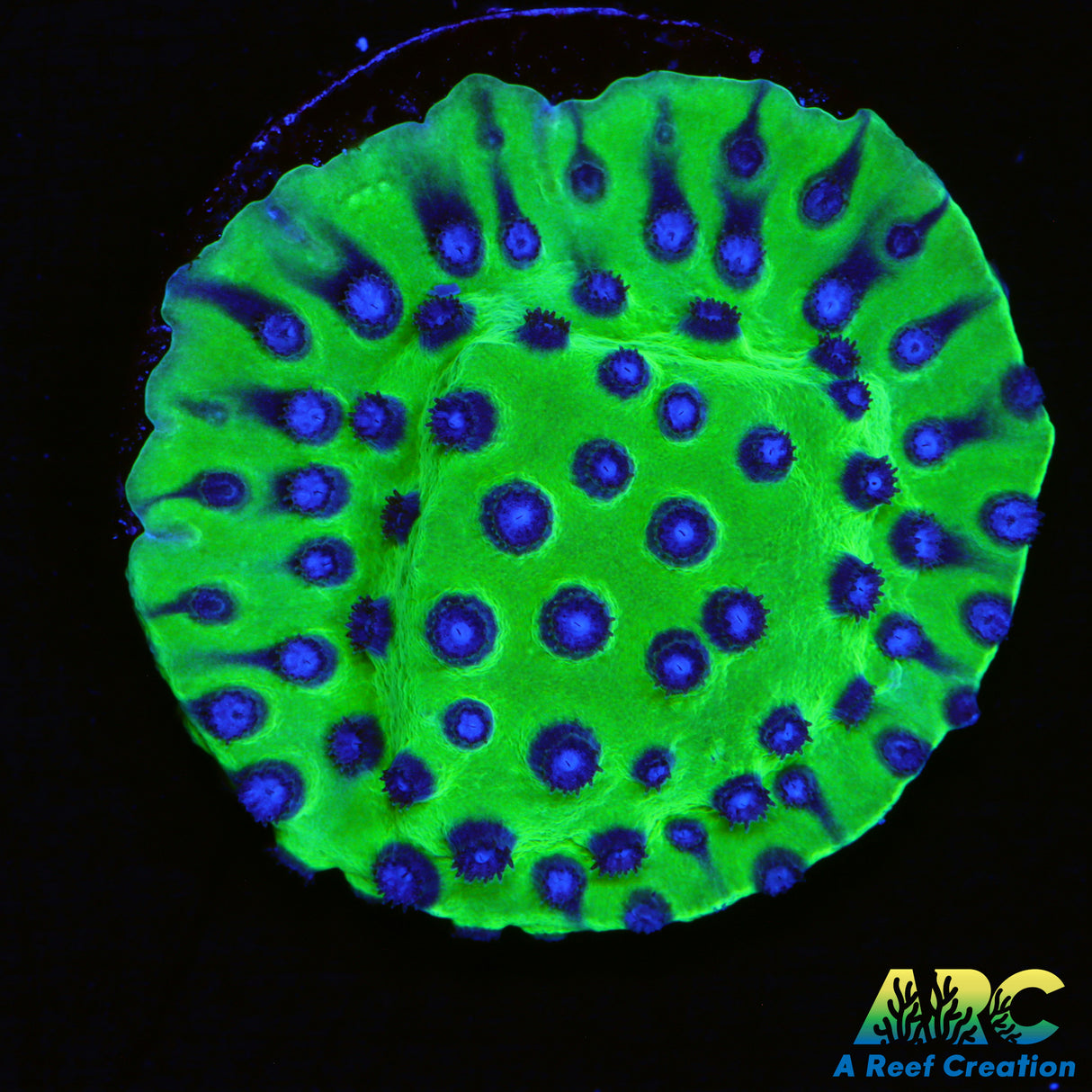 JF PPE Cyphastrea