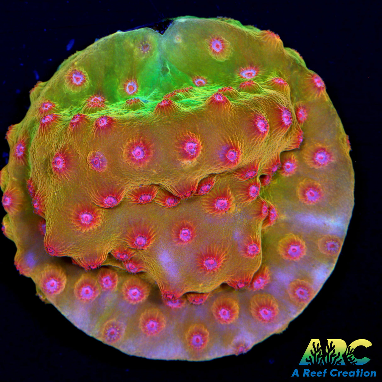 Defcon Cyphastrea
