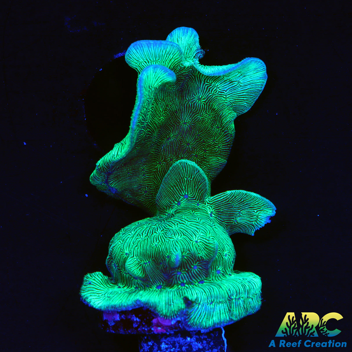 Potato Chip Coral