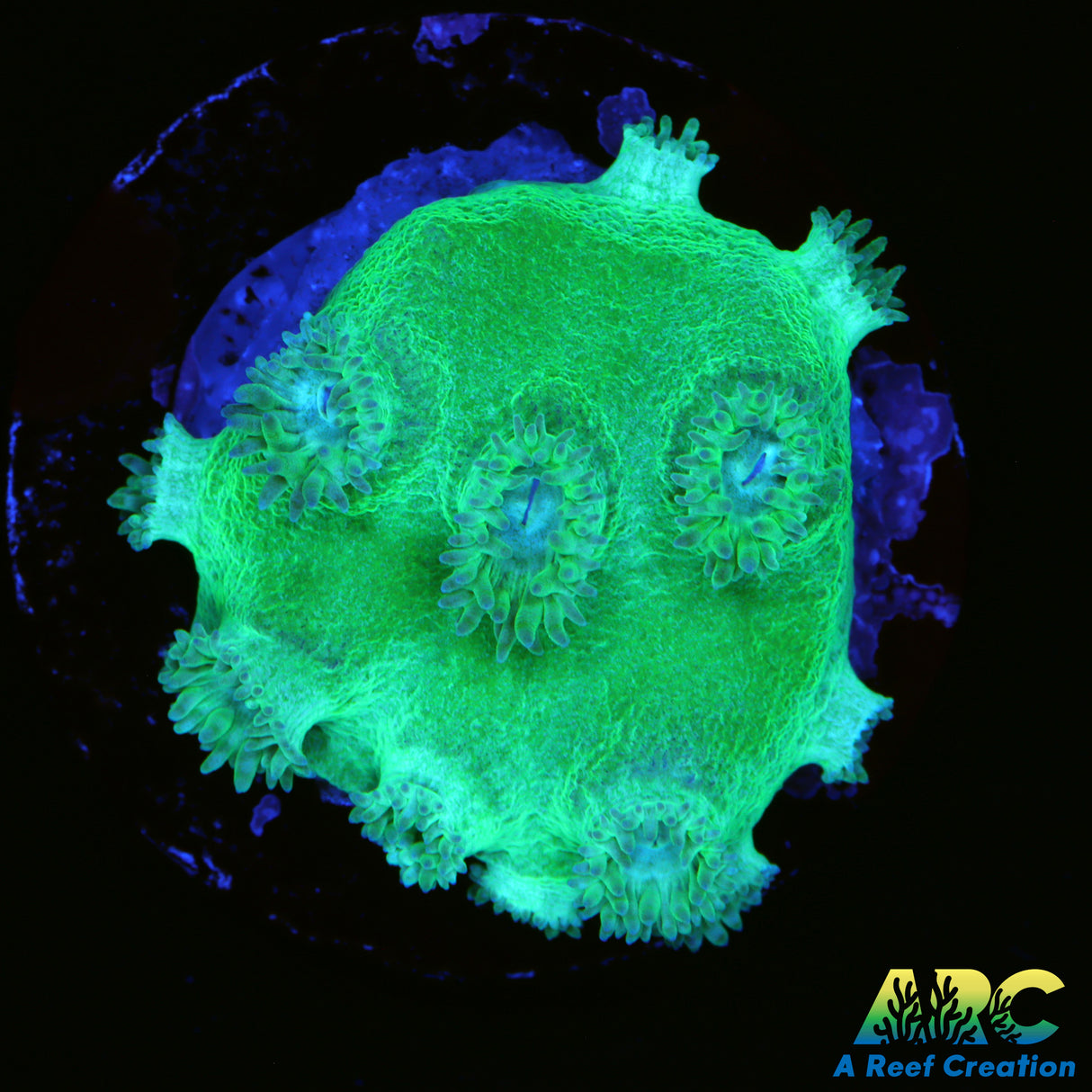 Pagoda Cup Coral