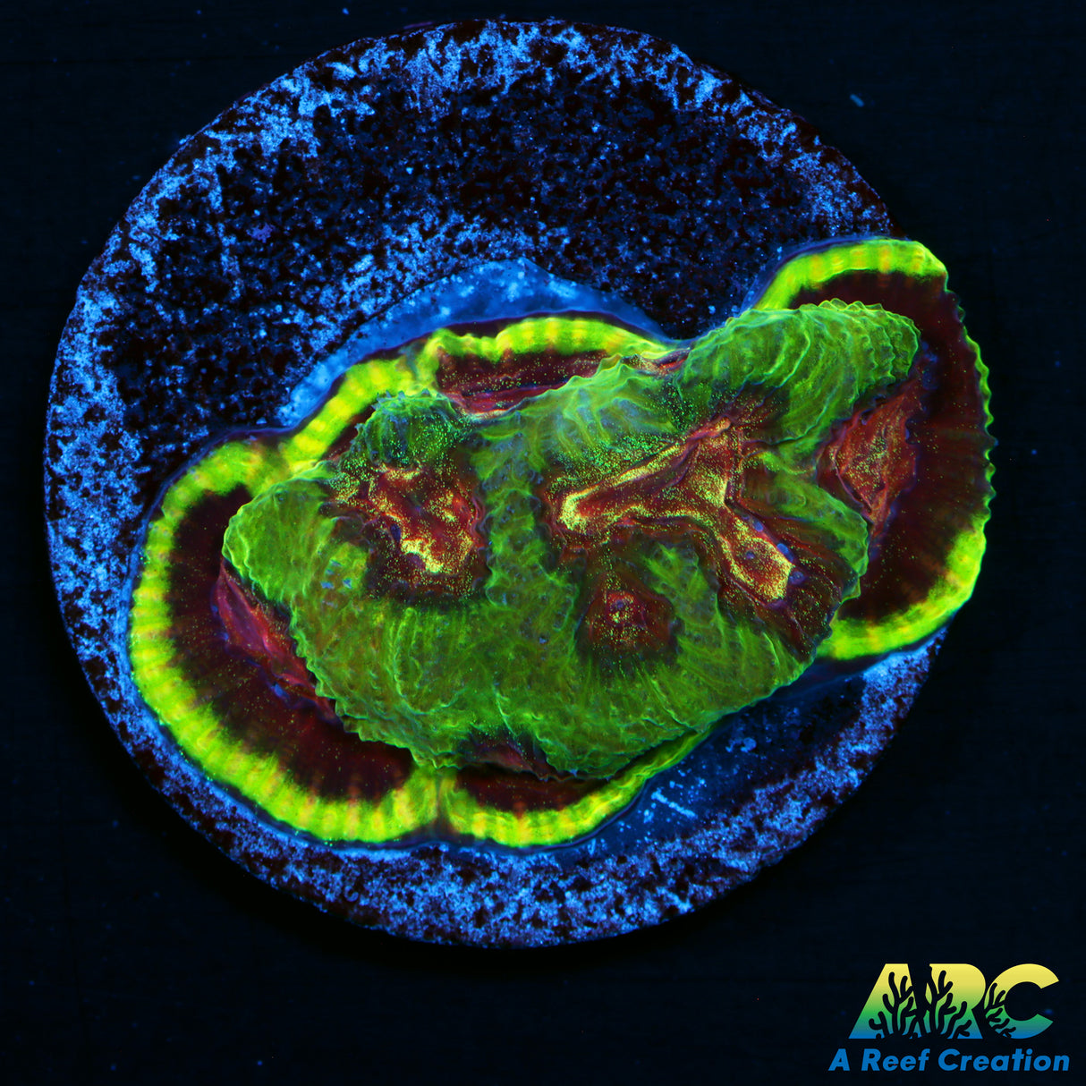 ARC Eternal Flame Platy