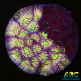 ARC God Of War Coral
