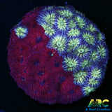 ARC God Of War Coral