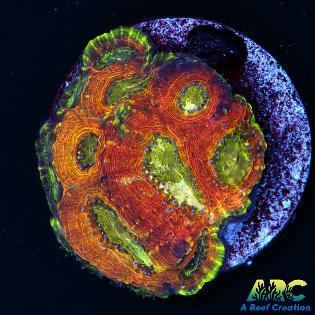 UC Yoda Acan Echinata