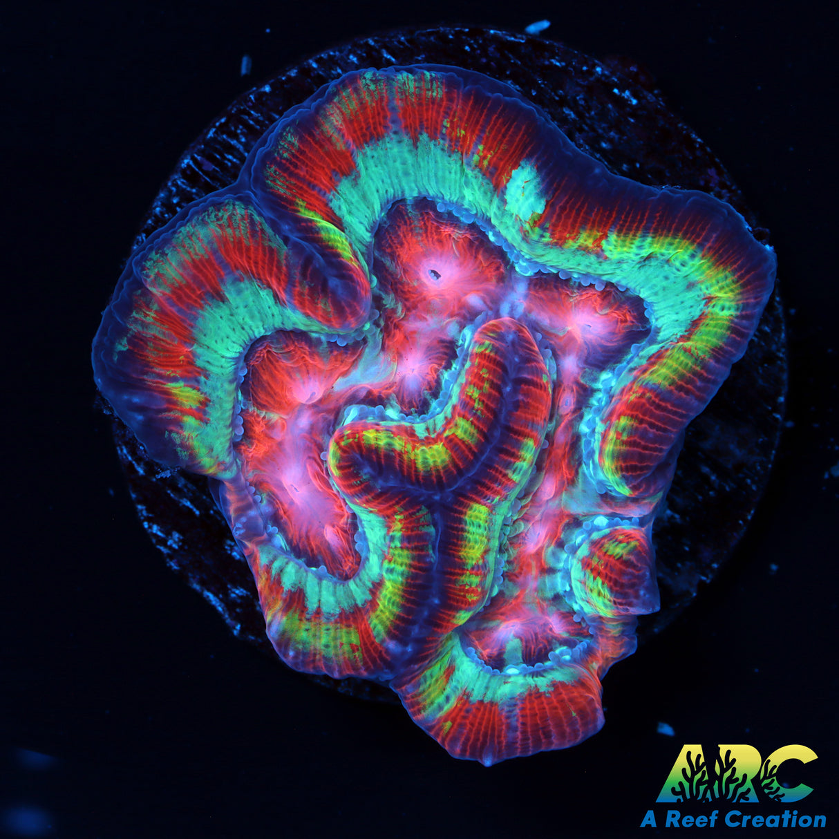 Rainbow Symphyllia Wilsoni
