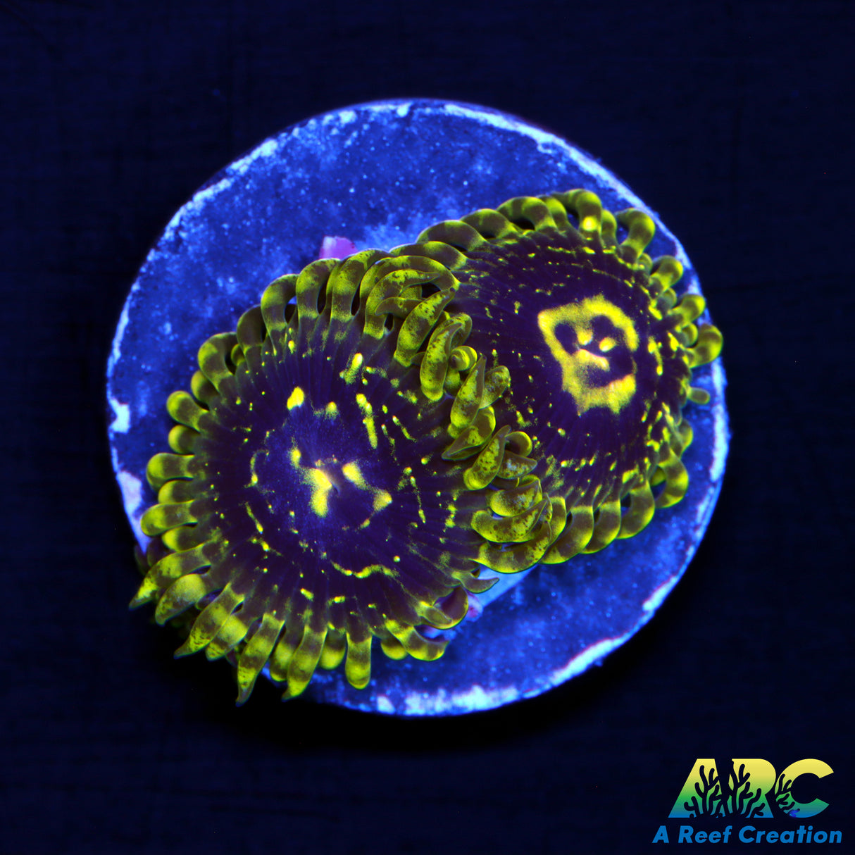 Exosphere Zoa