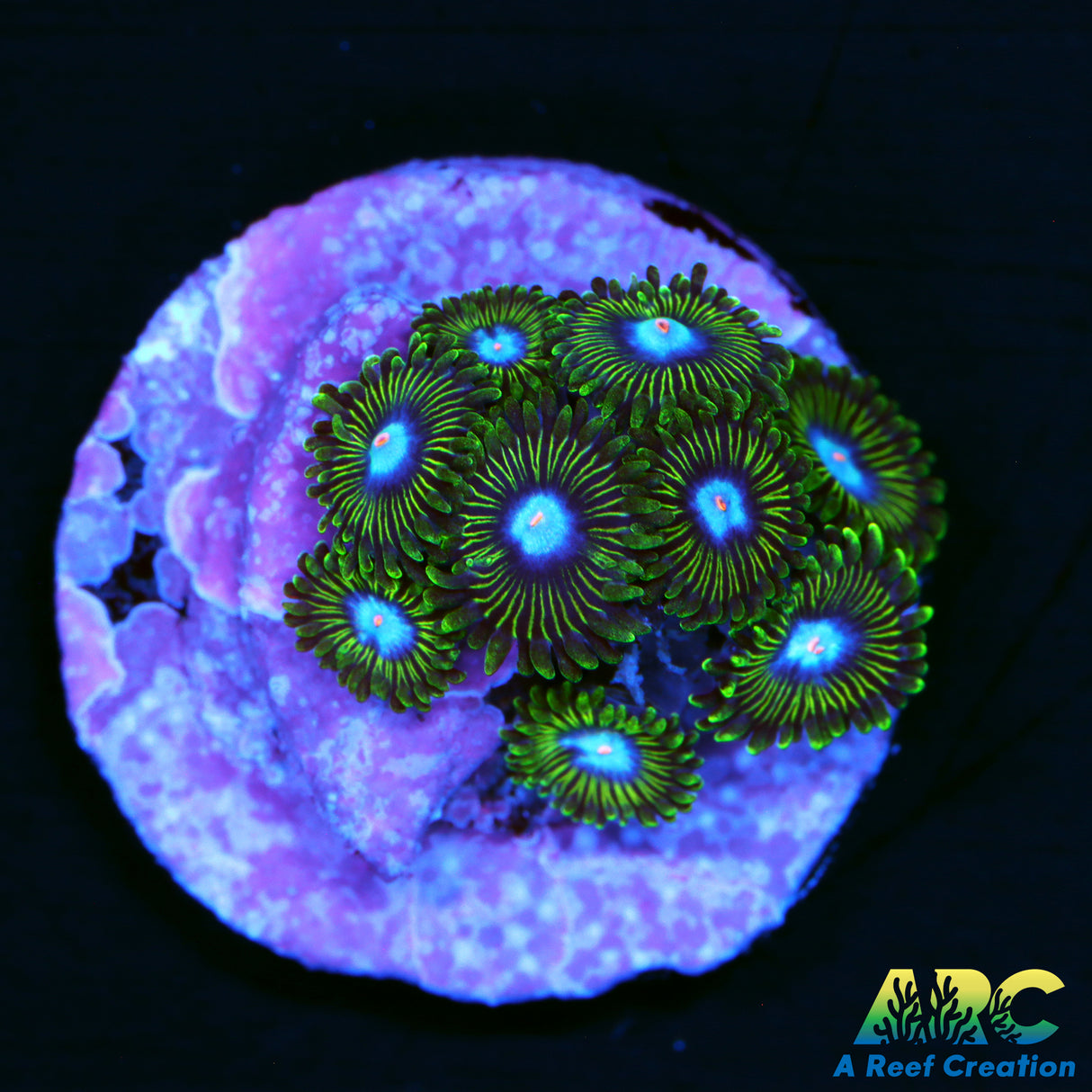 Ice King Zoa