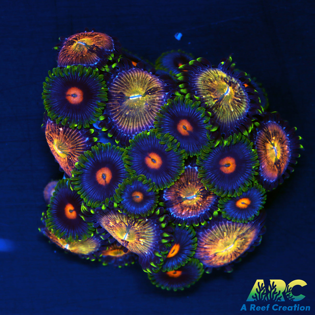 Blow Pops Zoa Mix