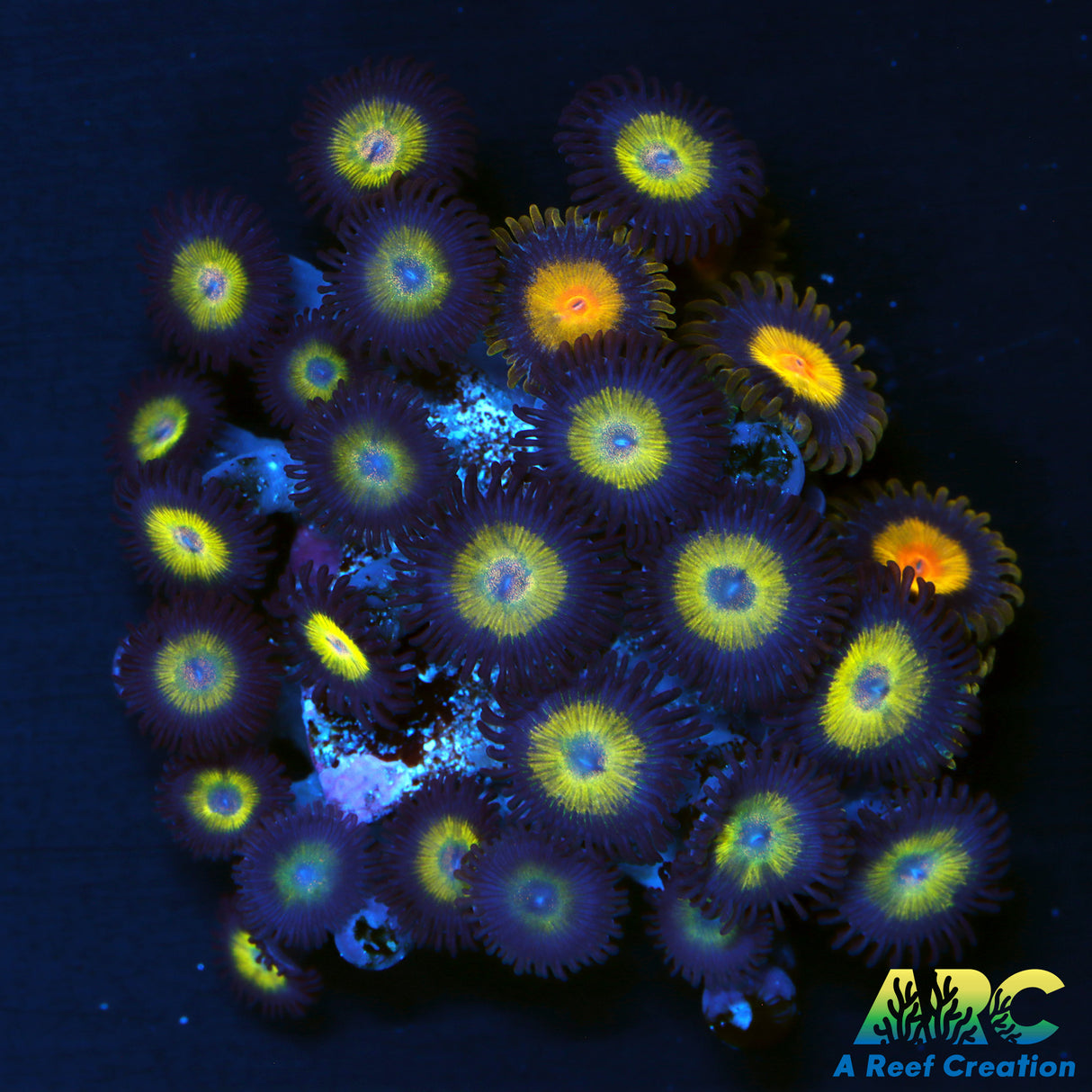 Bella Donna Zoa
