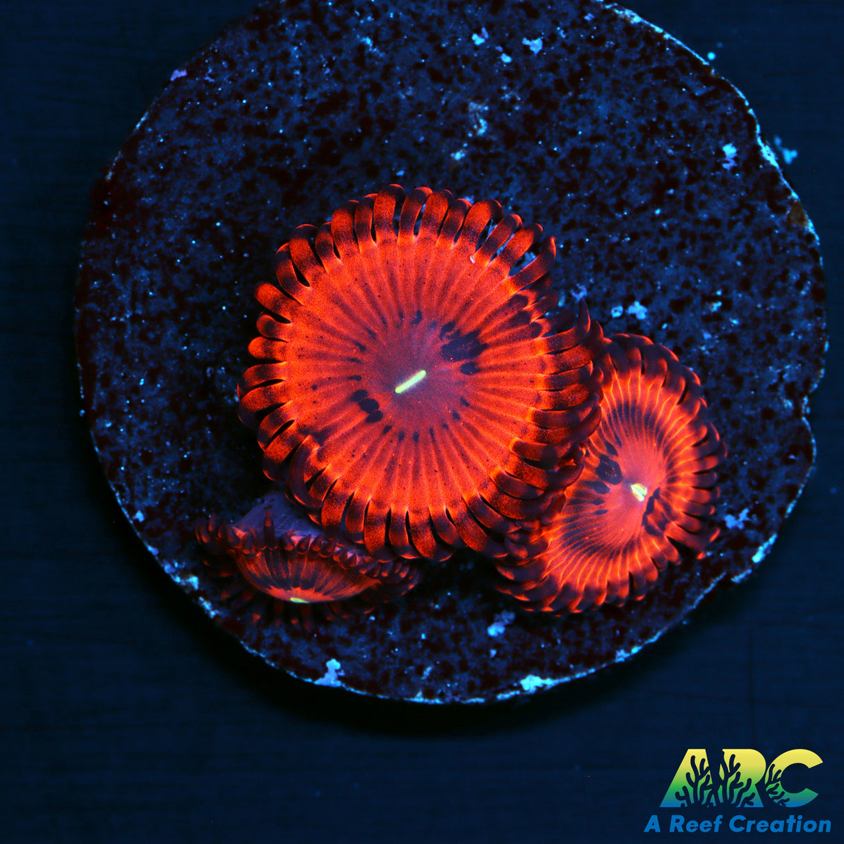 VDM Zoas
