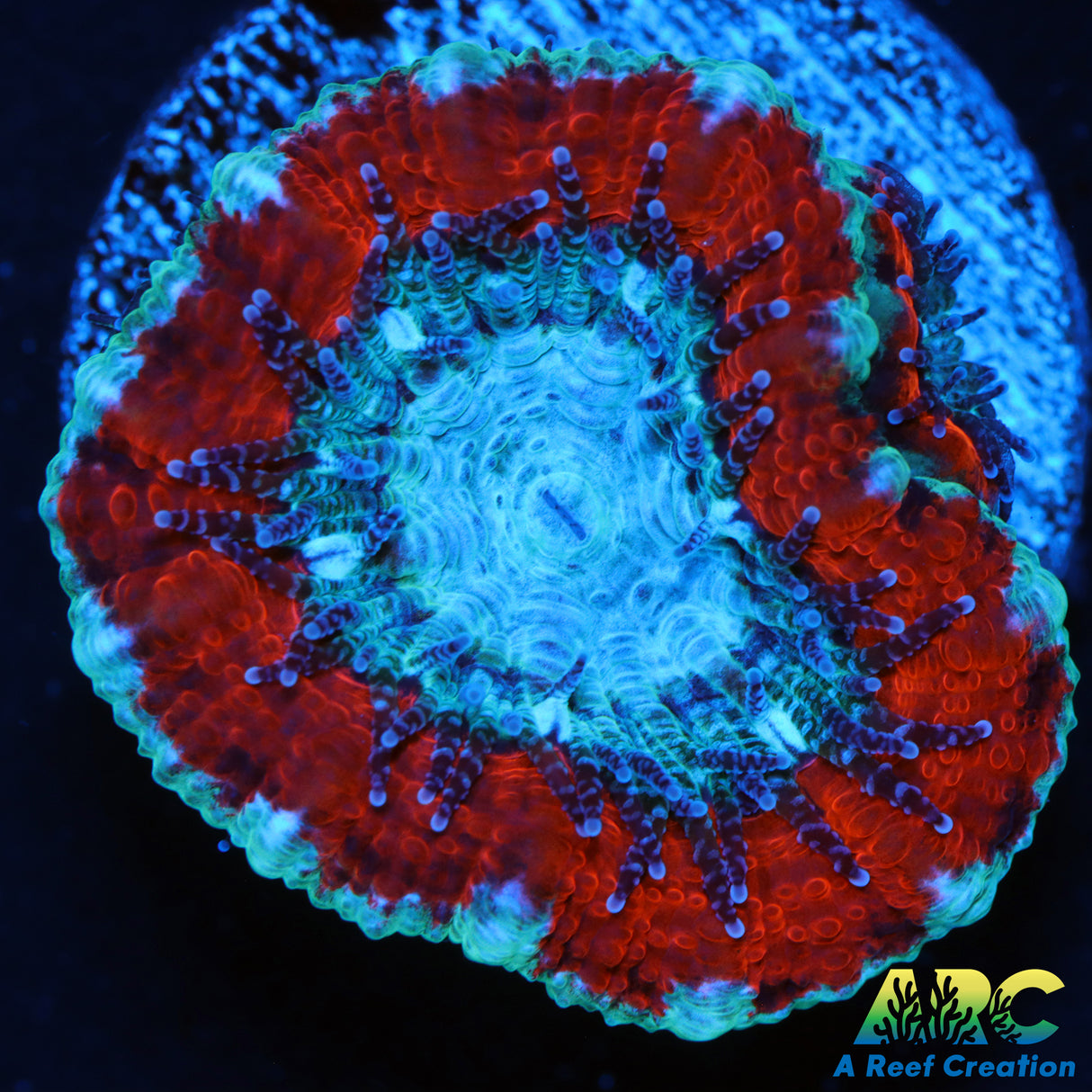 Captive Spawned Superman Acan
