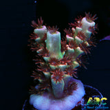 TGC Cherry Bomb