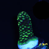 ARC Rainbow Spath