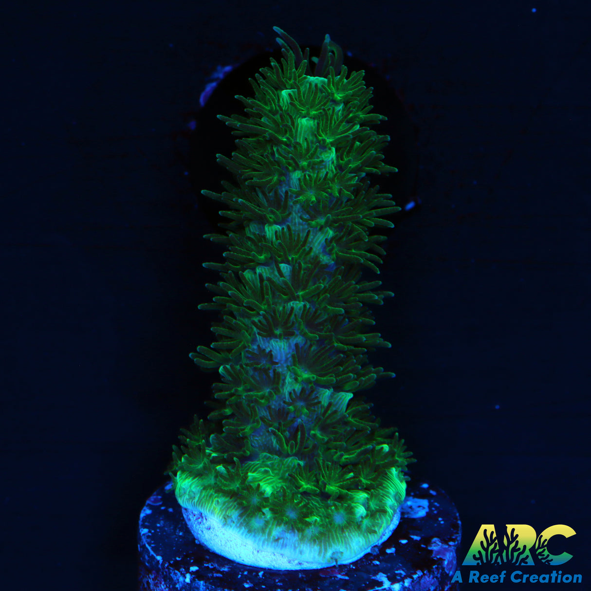 SanJay's Blue Abrolhosensis