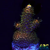 ASD Rainbow Milli