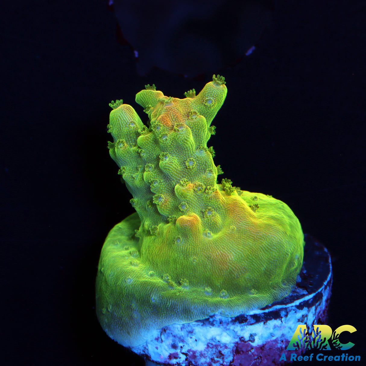 Mystery Acro