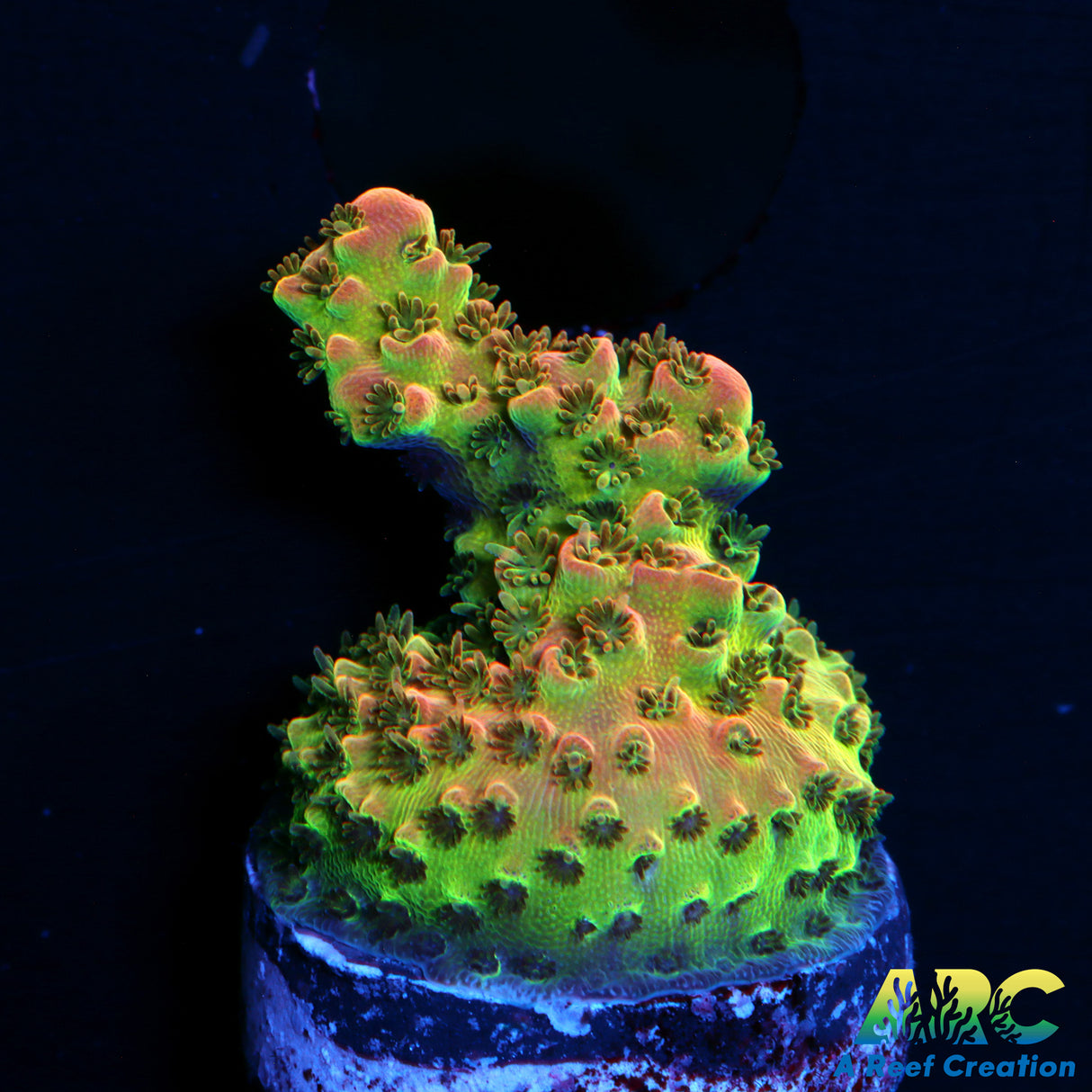 F2M Chrome Illusion