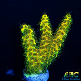 RRC Raibow Splice Green Side