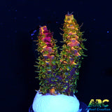 RRC Rainbow Splice