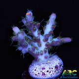 ARC Frozen Goldfinger