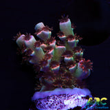 TGC Cherry Bomb