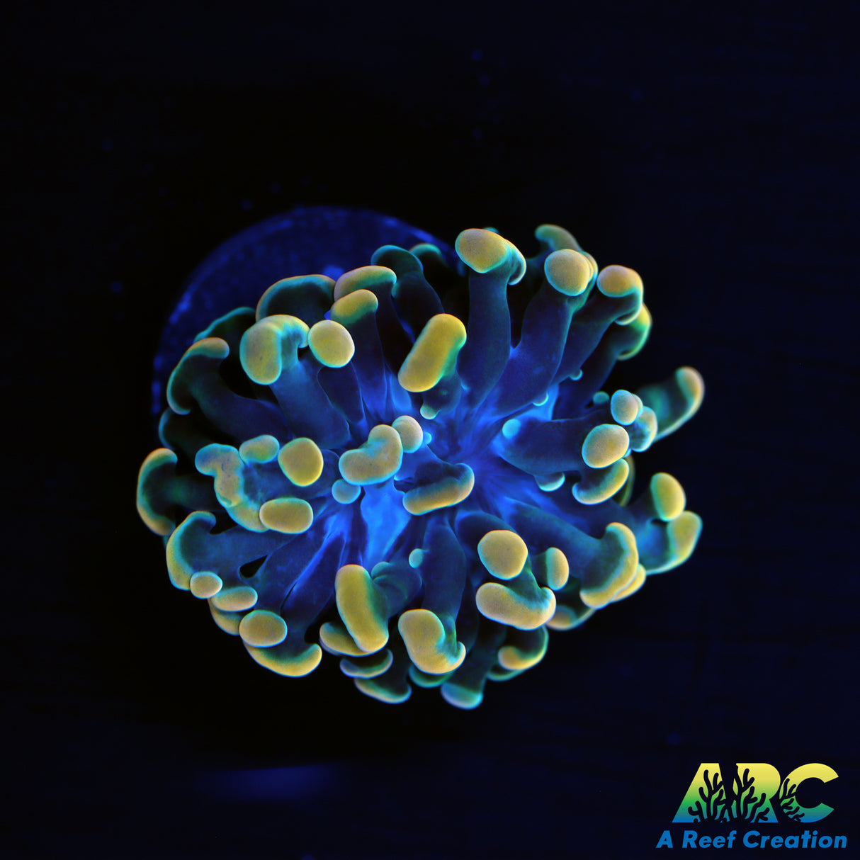 ARC Green Gold Hybrid Hammer