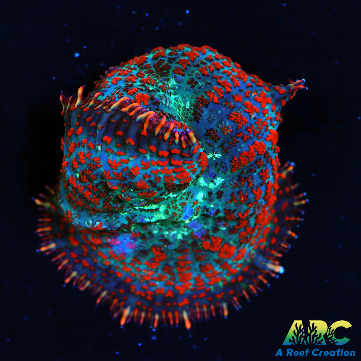Superman Rhodactis Mushroom