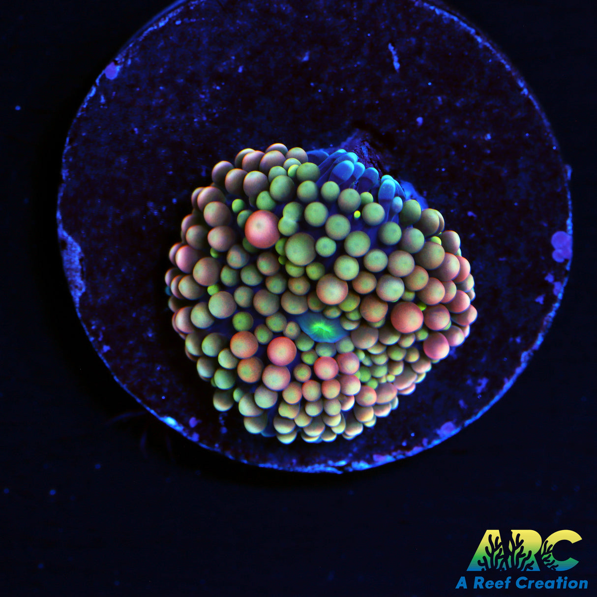 Rainbow Ricordea Mushroom