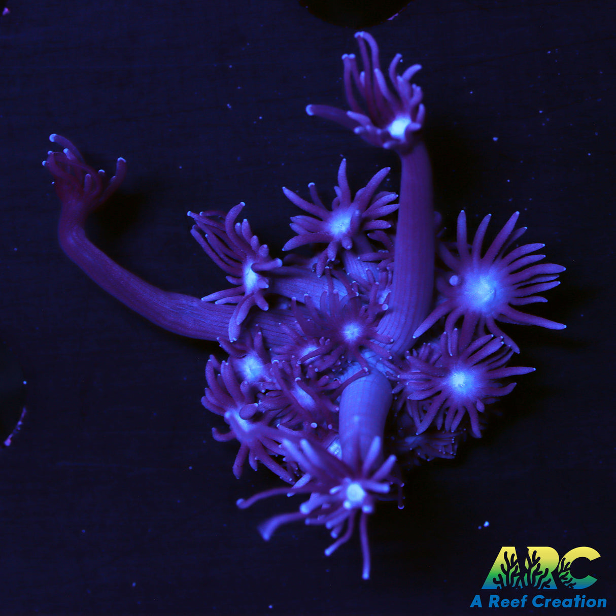 ARC Purple Goni