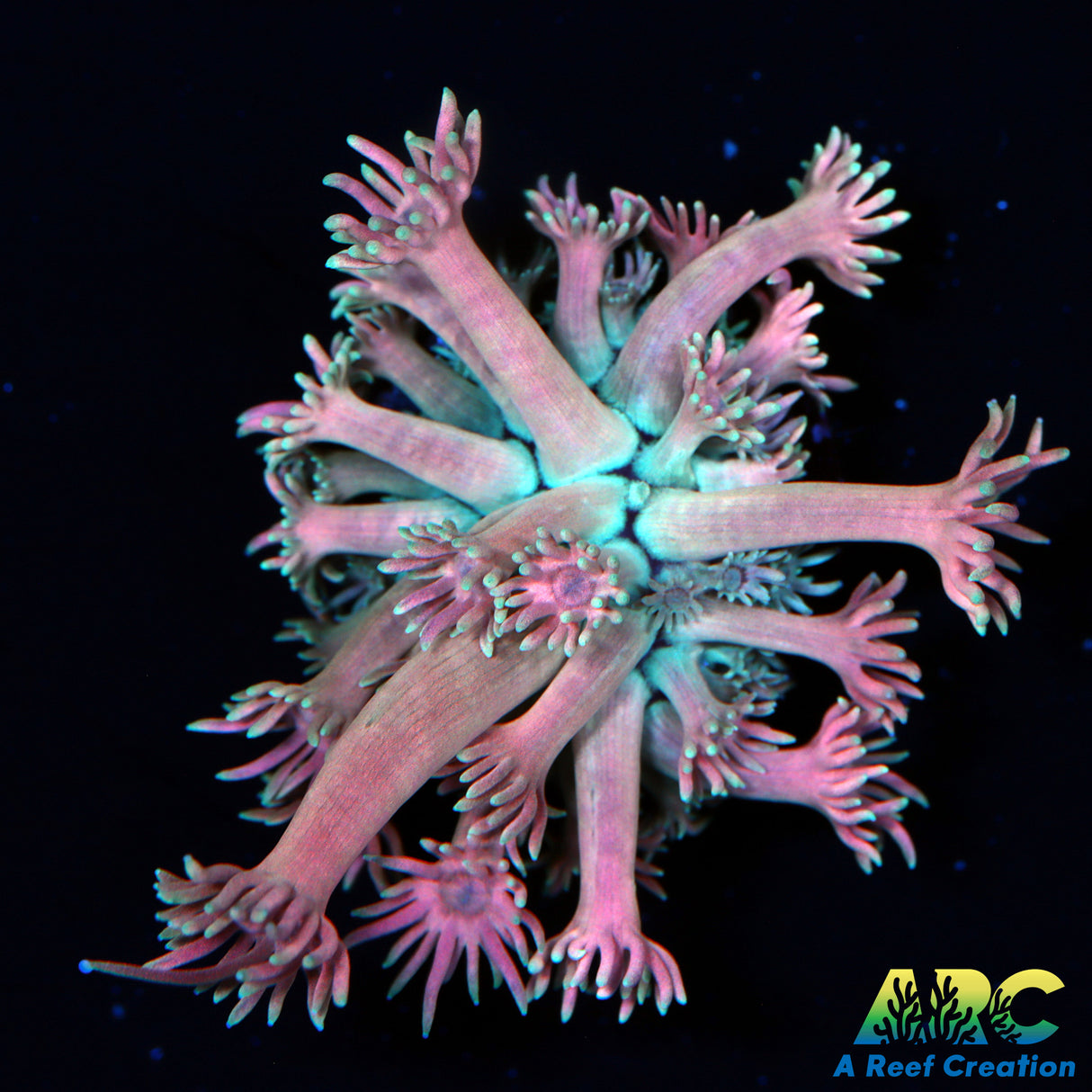 ARC Amaranth Goni